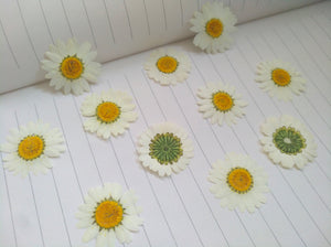 20pcs Pressed Dried Flowers Daisies White Flower Herbarium